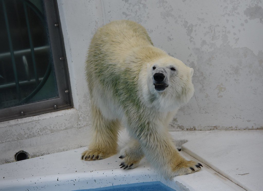 🐘 구마모토시 동식물원 이미지 7